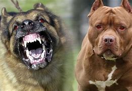 Image result for Ferocious Pets