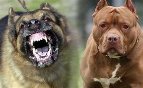 Image result for Most Dangerous Dogs in the World