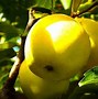 Image result for Dorsett Apple Tree Fully Grown