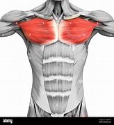 Image result for Chest Muscles Anatomy Drawing