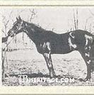 Image result for Iroquois Horse