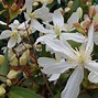 Image result for Clematis armandii