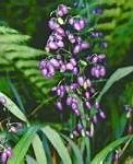 Image result for Wild Light Purple Berries That Look Like Grapes