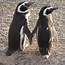 Image result for Baby Magellanic Penguin