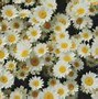 Image result for Garden Plants with Yellow Flowers