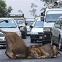 Image result for What Animals Can You See On a Safari in Kenya