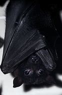 Image result for Pull Behind Bat Toy Hanging