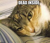 Image result for Dead Cat Meme