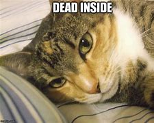 Image result for Cat Inside Meme