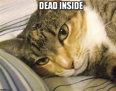 Image result for Dead Inside Cat Meme