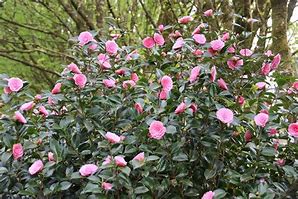 Camellia will. E.G. Waterhouse に対する画像結果