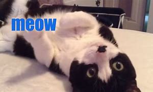 Image result for Cat Saying Meow Meme