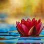 Image result for Lotus Fleur
