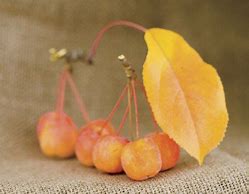Image result for Types of Autumn Apple's