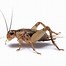 Image result for Cricket Pictures Bug