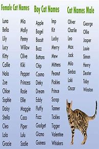 Image result for Boy Cat Names