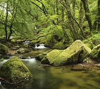 Image result for Forest Stream