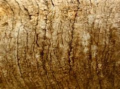 Image result for Grainy Bone Texture