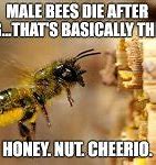 Image result for Bee Meme Yard
