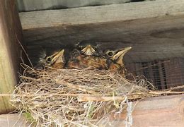 Image result for American Robin Bird Nest