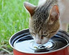 Image result for Cat Drinking Lean