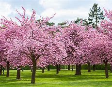 Image result for Fruit Tree Blossoms