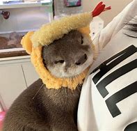 Image result for Otter Wearing Fyunny Hat
