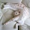 Image result for Awesome Funny Cat