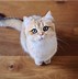 Image result for British Shorthair Munchkin Cat