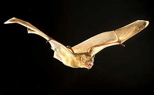 Image result for Yellow Bats Cute