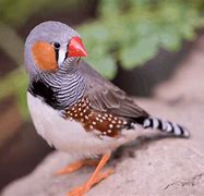 Image result for co_oznacza_zebra_finch