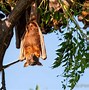 Image result for Little Red Flying-Fox