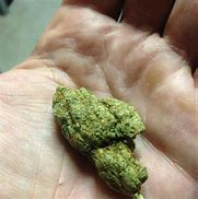 Image result for Og Master Kush Strain