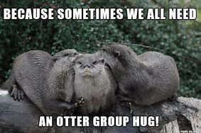 Image result for Otter Meme Good Day Sir