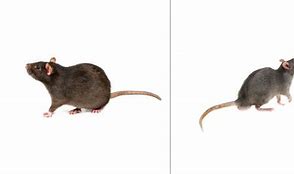 Image result for Norway Rat vs Roof Rat