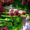 Image result for Beautiful Hawaii Waterfalls Flowers