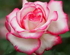 Image result for Beautiful Roses
