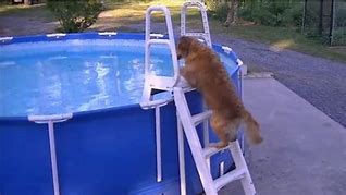 Image result for Dog Climbing Ladder
