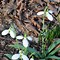 Image result for Galanthus plicatus Kew Green