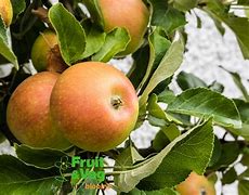 Image result for Cox Orange Apple