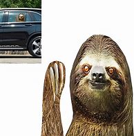 Image result for Sloth Car Decal