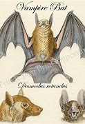 Image result for Victorian Bats