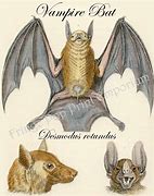 Image result for Vampire Bat Anatomy