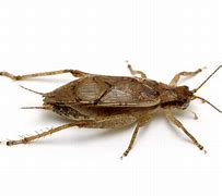 Image result for Animal Cricket Jumping