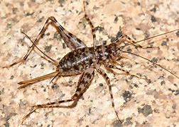 Image result for Baby Cave Crickets