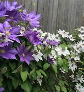Image result for Clematis Vines