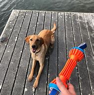 Image result for Outdoor Dog Toys