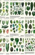 Image result for How to Identify Houseplants