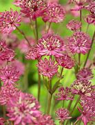 Bildergebnis für Astrantia major Claret