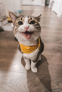 Image result for Funny Cat Purr